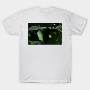 Monarch Chrysalis 6 T-Shirt